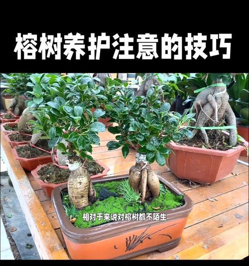 夏季榕树盆景的养护要点是什么？