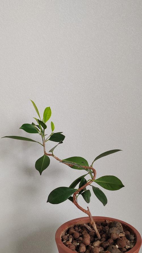 夏季榕树盆景的养护要点是什么？