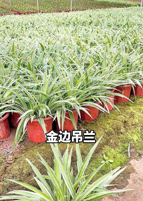 吊兰的用途是什么？净化空气还是观赏？