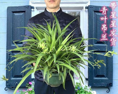 吊兰的用途是什么？净化空气还是观赏？