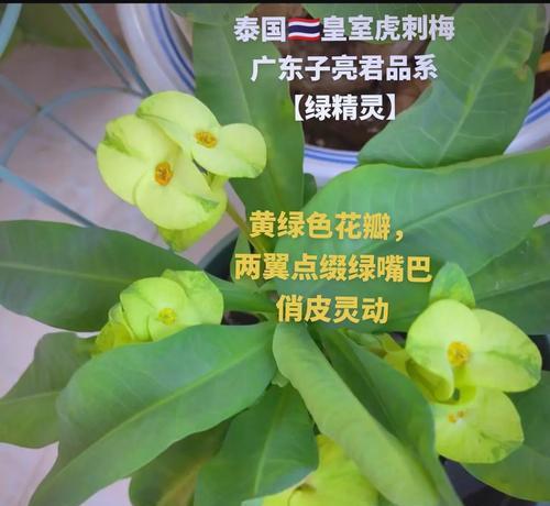 刺梅品种的挑选技巧是什么？