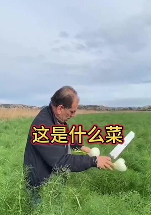 介菜有哪些品种？不同品种介菜的特点是什么？