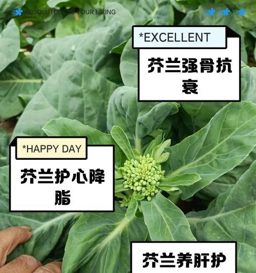 介菜有哪些品种？不同品种介菜的特点是什么？