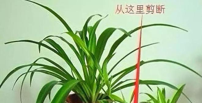 冰灯玉露分株方法及步骤？