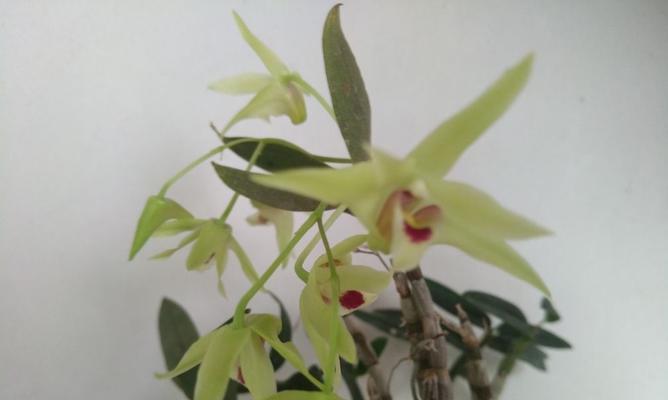 石斛花的繁殖和日常养护方法？