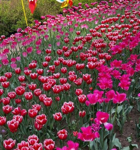 春季花卉绽放：哪些花在春天盛开？