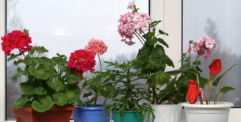 常见的室内花卉有哪些？如何选择适合自己的？