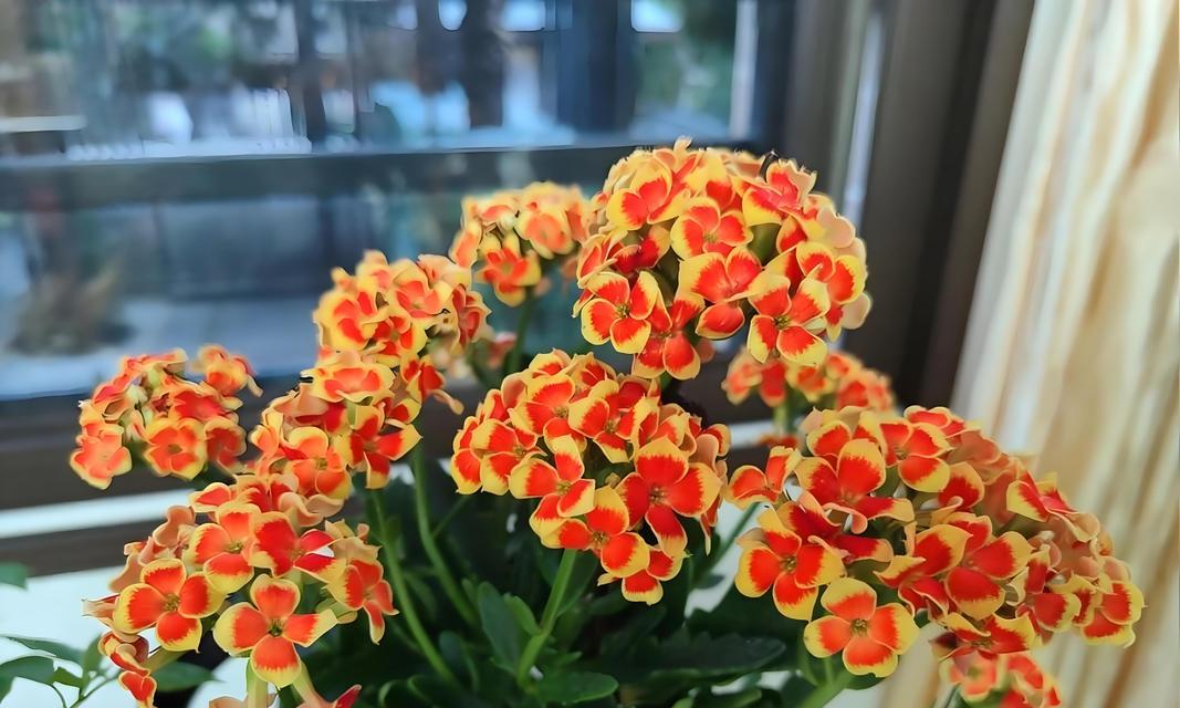 常见的室内花卉有哪些？如何选择适合自己的？