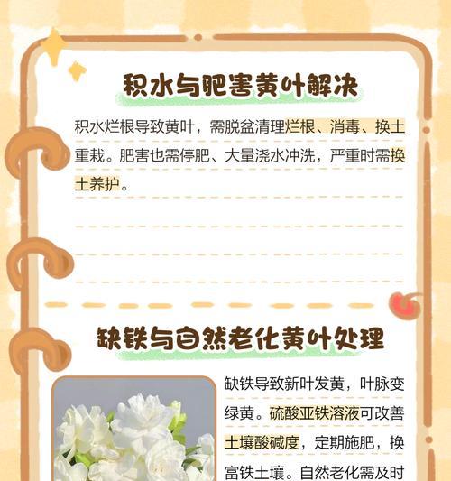 栀子花叶子发黄是什么原因？如何解决叶子发黄问题？