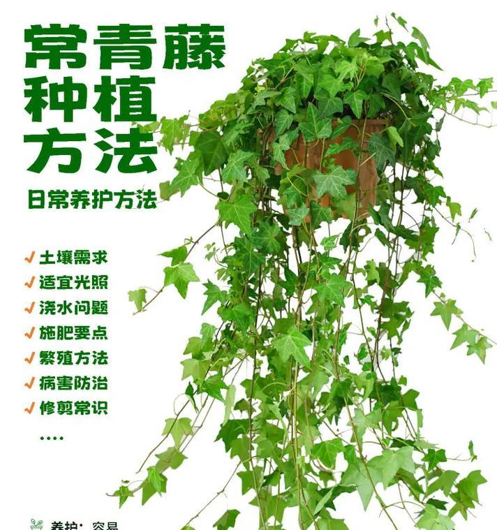 常春藤水培的正确方法是什么？