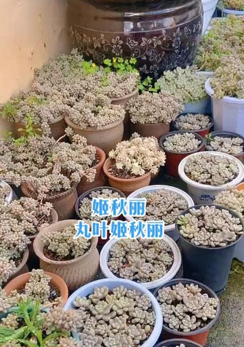 姬秋丽怎么养才能爆盆？有哪些技巧可以使用？
