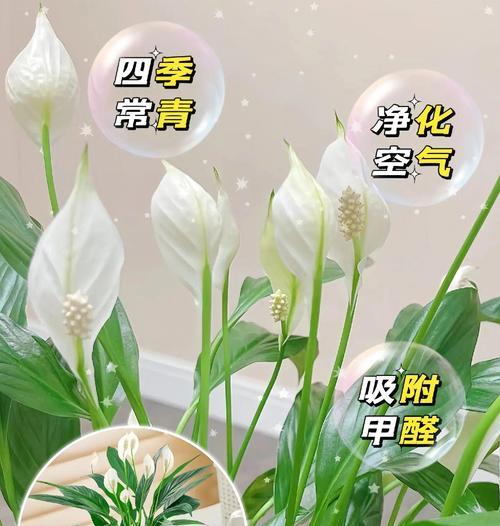 白掌的开花技巧有哪些？如何让白掌开出更多的花？