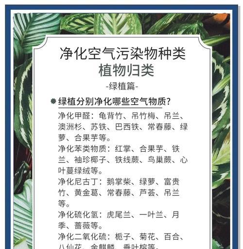 什么植物具有净化空气的作用？这些植物的特性是什么？