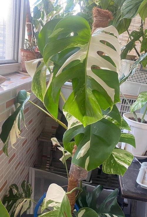 什么植物具有净化空气的作用？这些植物的特性是什么？