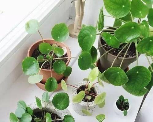 什么植物具有净化空气的作用？这些植物的特性是什么？