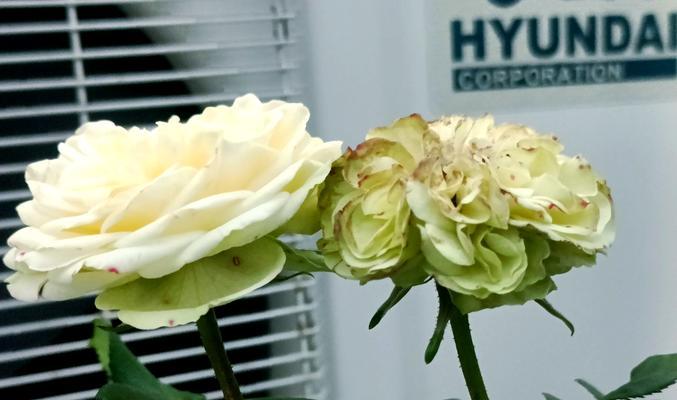 小型花卉有哪些推荐？它们的养护和摆放技巧是什么？