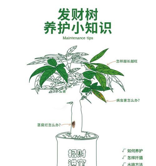 招财树落叶问题如何解决？
