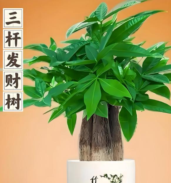 招财树落叶问题如何解决？