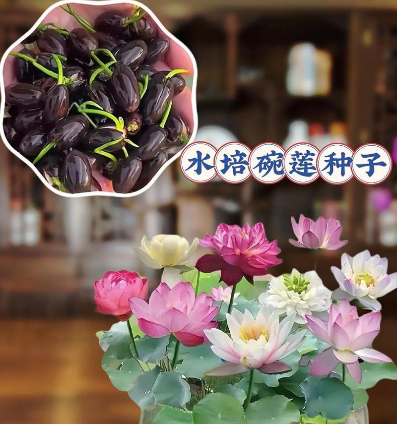碗莲有哪些品种？各自的特性是什么？
