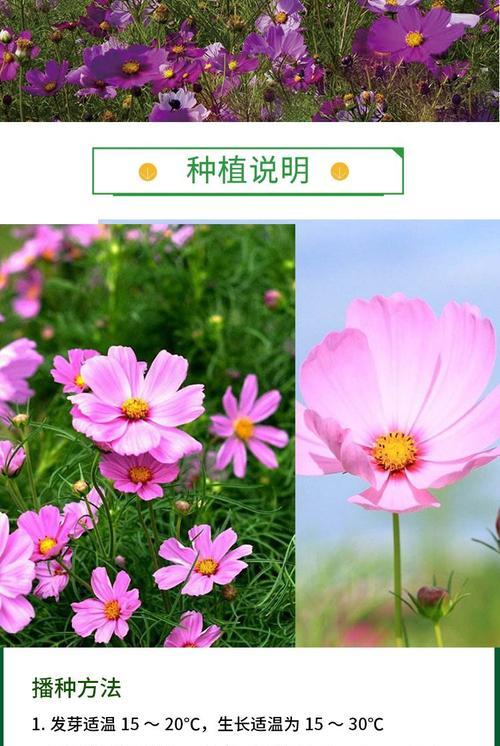 波斯菊花种子长什么样？波斯菊花的种植方法是什么？