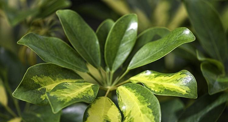 叶变黄的植物有哪些？如何判断和处理植物黄叶问题？