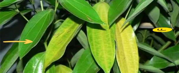 叶变黄的植物有哪些？如何判断和处理植物黄叶问题？