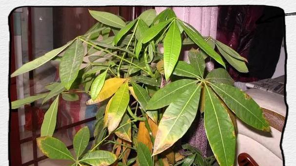 叶变黄的植物有哪些？如何判断和处理植物黄叶问题？