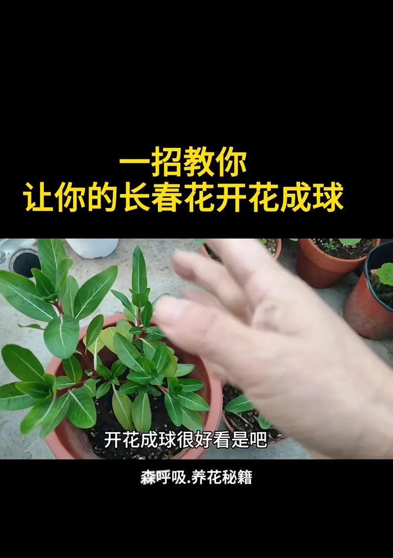 相思梅的长期养护技巧有哪些？如何使相思梅生长更持久？