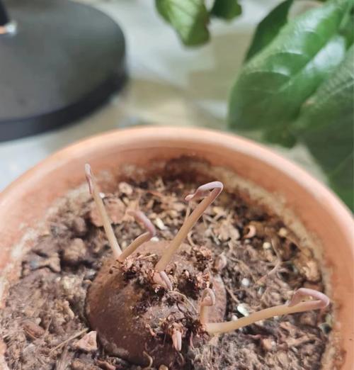 仙客来换盆的最佳时机是什么时候？