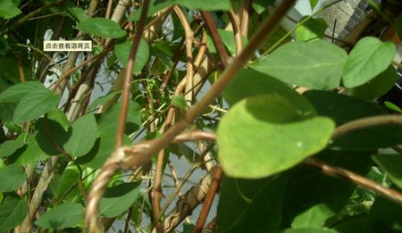 紫花油麻藤是什么植物？它的特点和养护方法是什么？