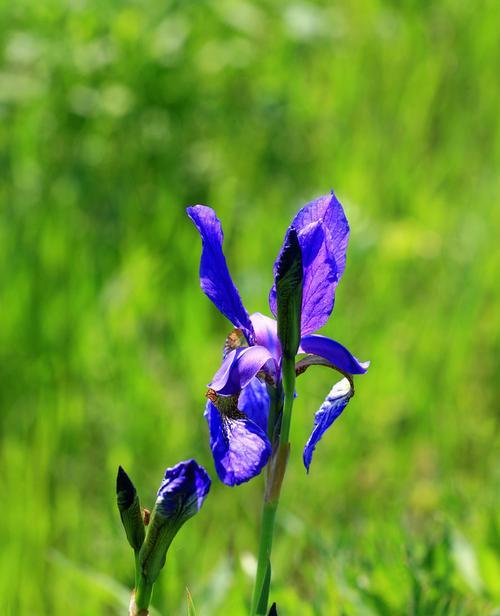 紫花油麻藤是什么植物？它的特点和养护方法是什么？