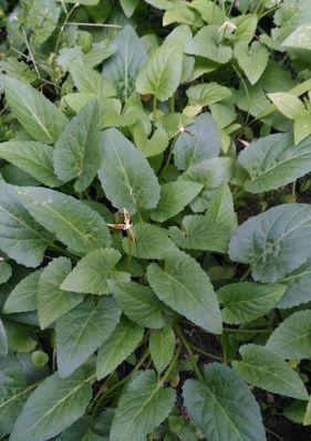紫花油麻藤是什么植物？它的特点和养护方法是什么？