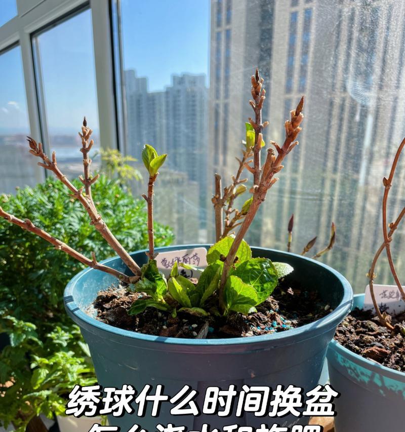 花盆选择方法是什么？花盆选择需要注意哪些事项？