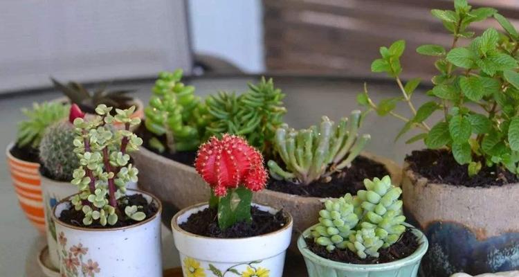 花盆选择方法是什么？花盆选择需要注意哪些事项？