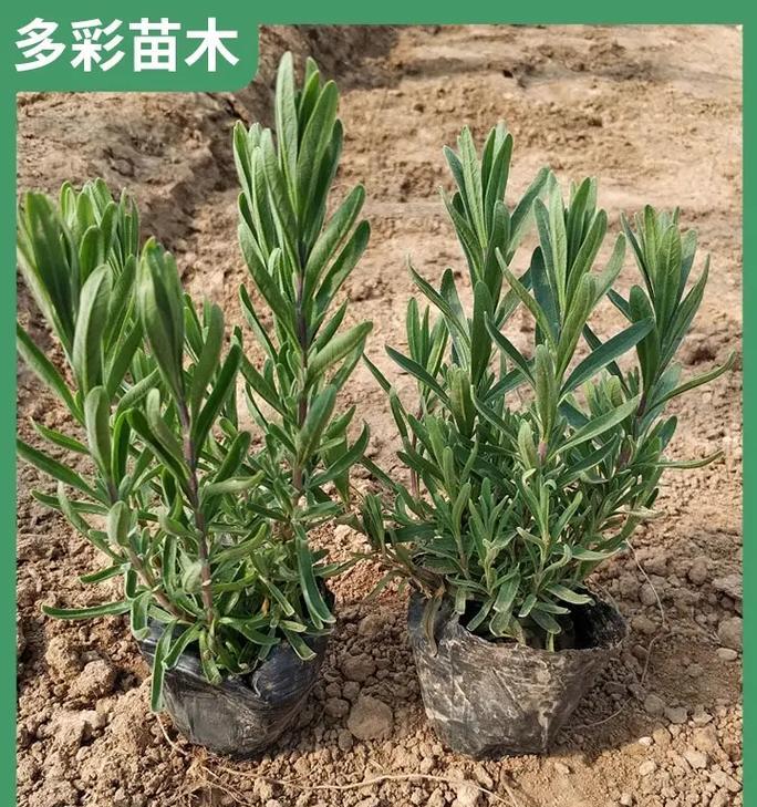 哪种薰衣草品种最香？如何种植？