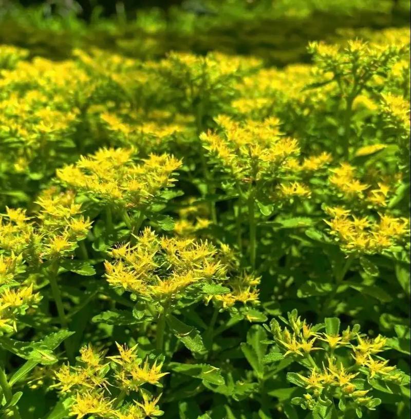七叶一枝花施肥方法和时间？