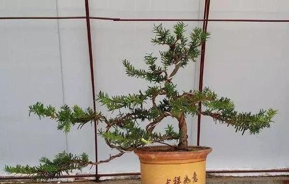 盆景红豆杉的养护技巧有哪些？
