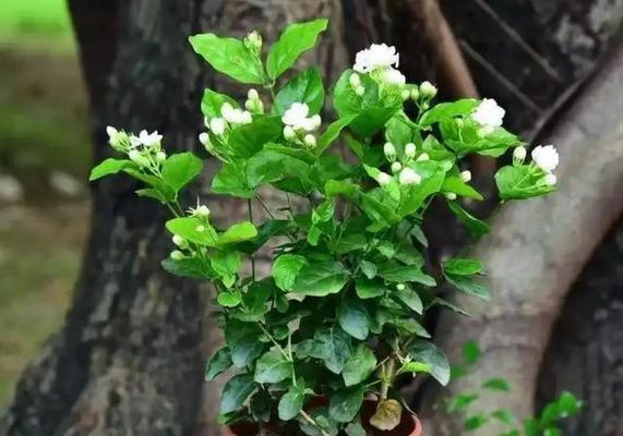 酸性花卉都有哪些？适合室内种植的有哪些？