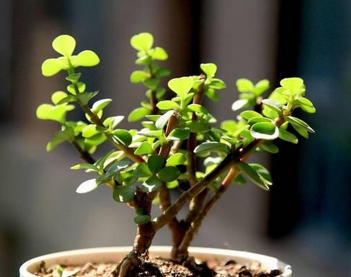 木本植物的正确养护方法是什么？