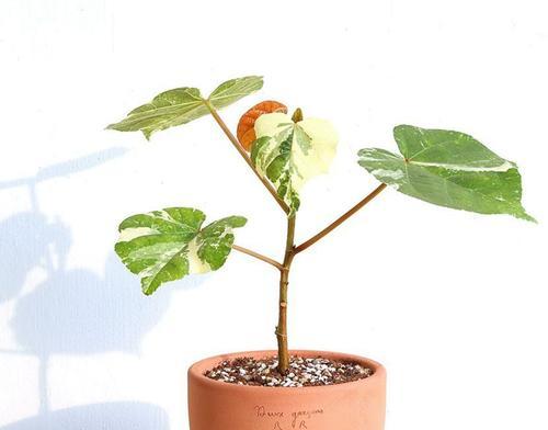 木本植物的正确养护方法是什么？