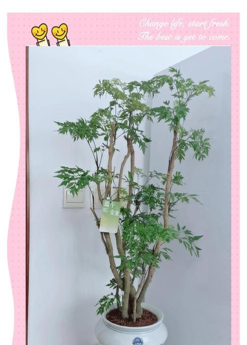 木本植物的正确养护方法是什么？