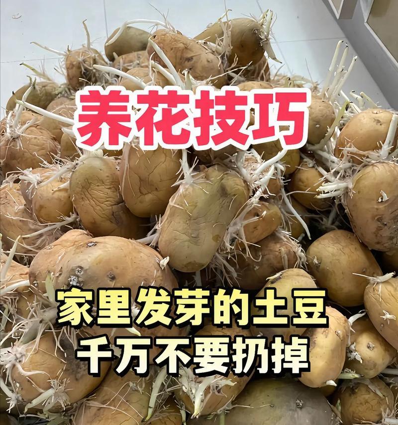 养花换土的最佳时机是什么时候？换土的正确步骤是什么？