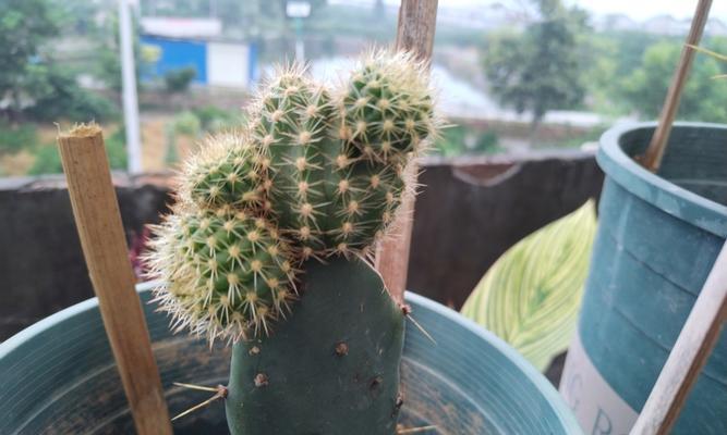 仙人掌有哪些品种？仙人掌的种植和繁殖方法是什么？