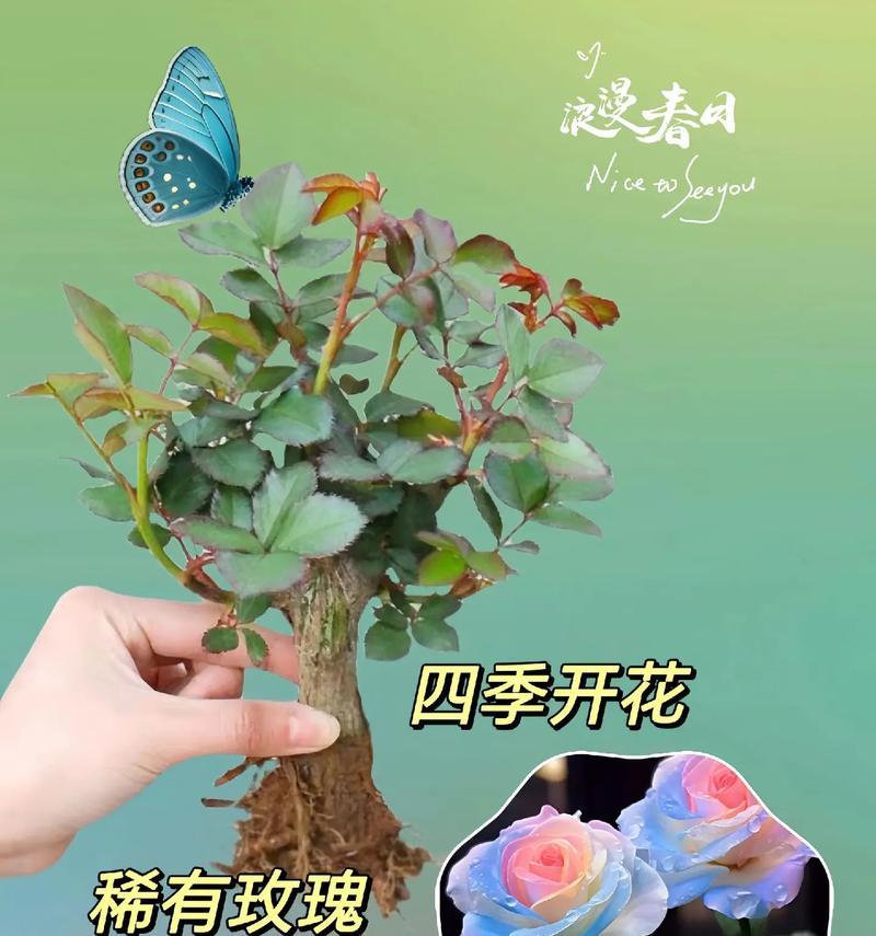 玫瑰花通常在什么时间开花？如何促进玫瑰花期？