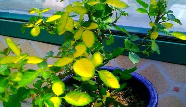 月季花养护方法是什么？月季花叶子发黄怎么办？