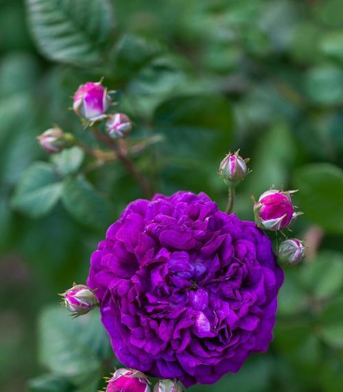 月季花养护方法是什么？月季花叶子发黄怎么办？