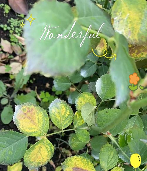 月季花养护方法是什么？月季花叶子发黄怎么办？