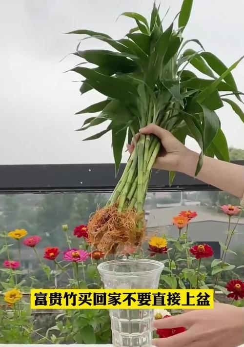 转运竹繁殖的正确方法是什么？如何快速生根？