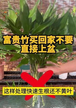 转运竹繁殖的正确方法是什么？如何快速生根？