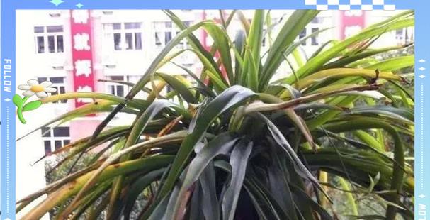 吊兰种植方法是什么？吊兰叶子发黄怎么办？
